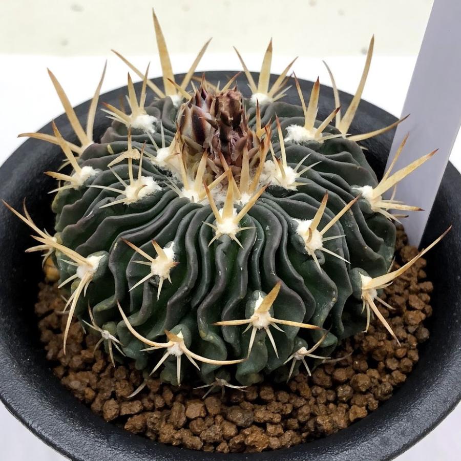 サボテン：エキノフォスロカクタス 縮玉*幅6cm 現品！一品限り