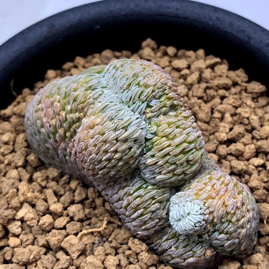 サボテン：ペレキフォラ 精巧丸 綴化 自根*幅6cm 現品！一品限り