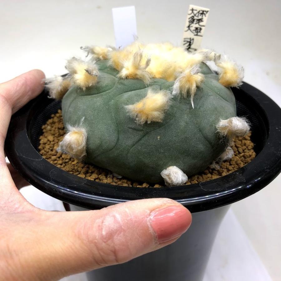 サボテン：ロフォフォラ ディフューサ 大疣多毛大型翠冠玉*幅9cm