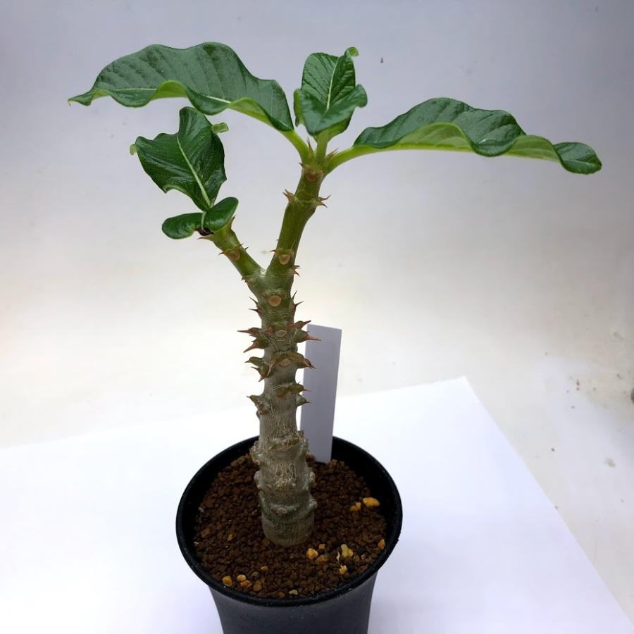 コーデックス：パキポディウム ウィンゾリー 実生*葉幅15cm : 遊恵