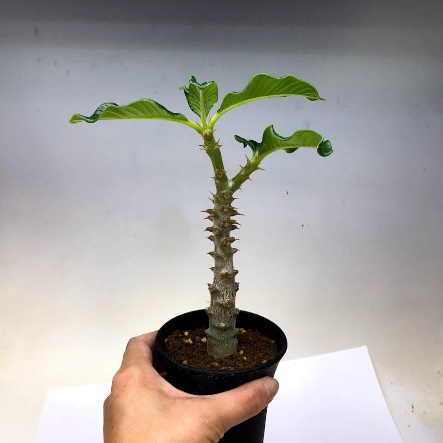 コーデックス：パキポディウム ウィンゾリー 実生*葉幅15cm : 遊恵