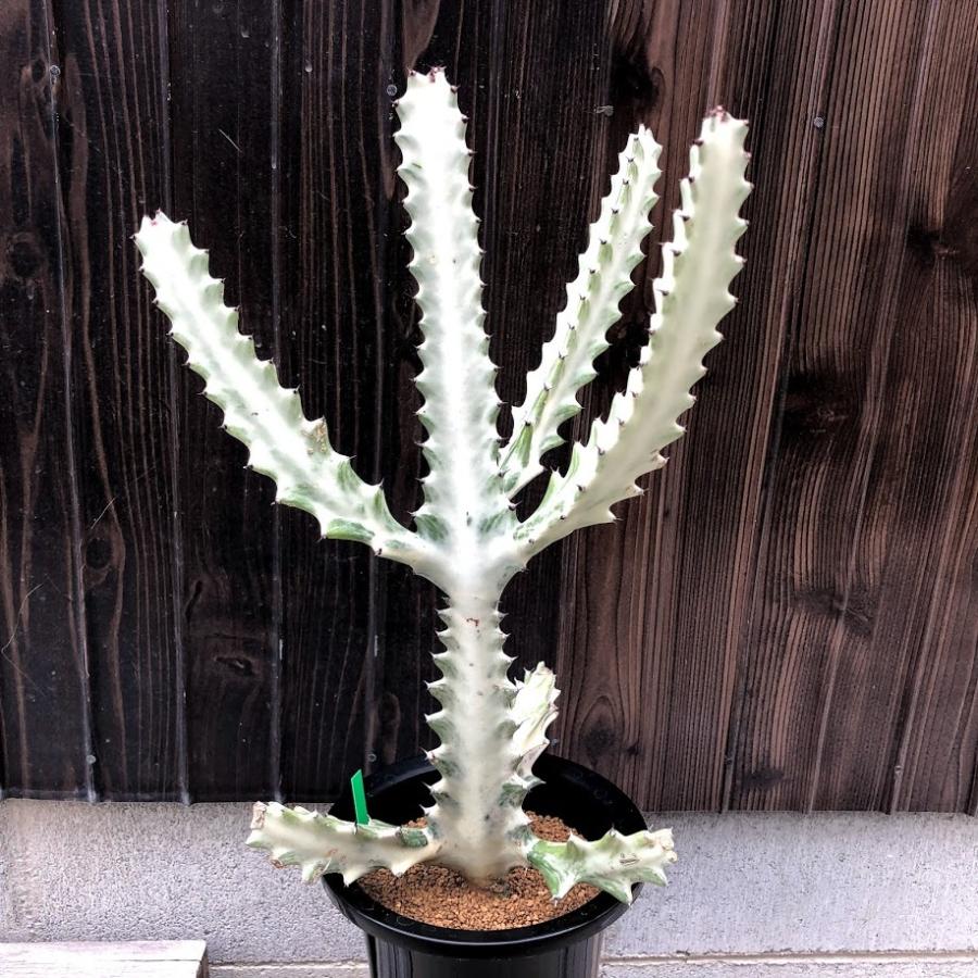 多肉植物：ユーフォルビア ホワイトゴースト*幅25cm : 遊恵盆栽