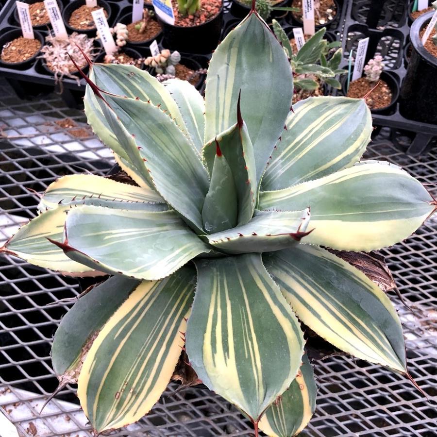 多肉植物：アガベ パリー トランカータ ライムストリーク*幅33cm