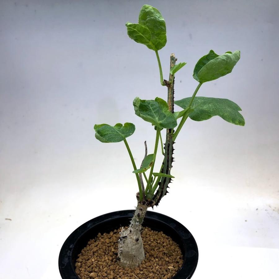 コーデックス：アデニア アクレアータ ソマリア産*塊根幅2.2cm 現品