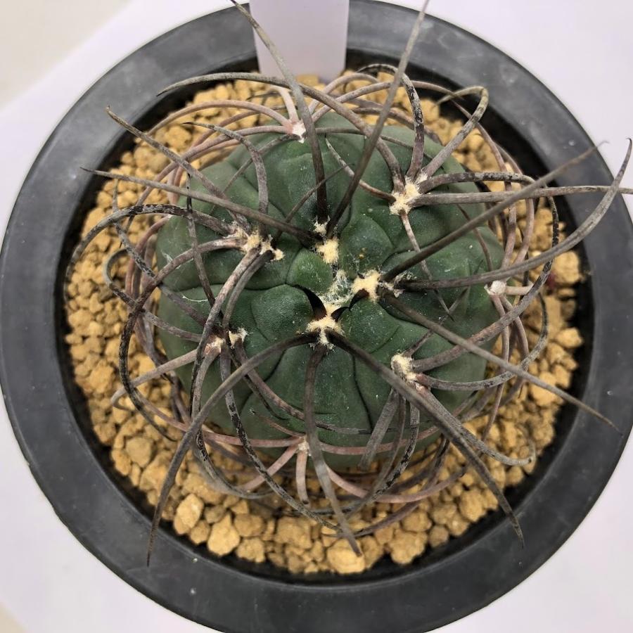 サボテン：ギムノカリキウム 黒刺天平丸*幅5.5cm 現品！一品限り