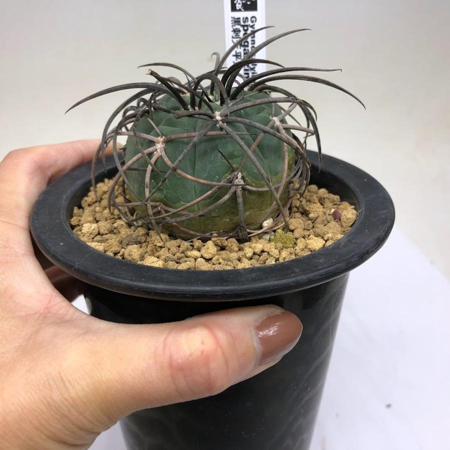 サボテン：ギムノカリキウム 黒刺天平丸*幅5.5cm 現品！一品限り