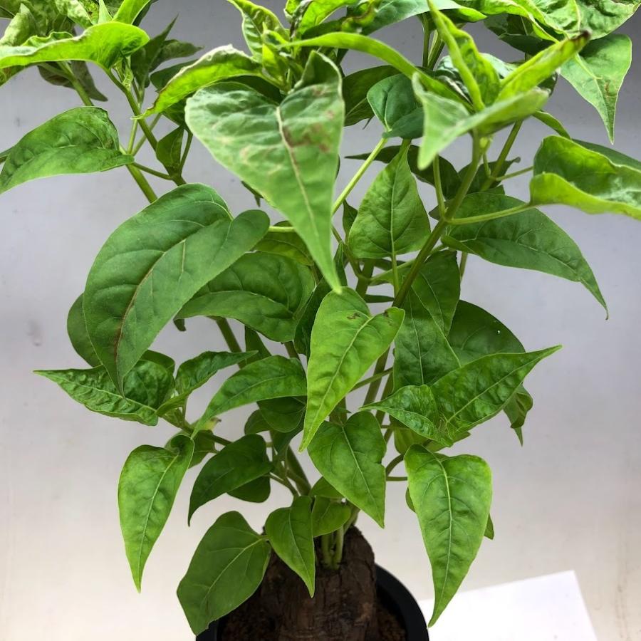 コーデックス：ミラビリス ジャラパ*塊根幅8cm 現品！一品限り