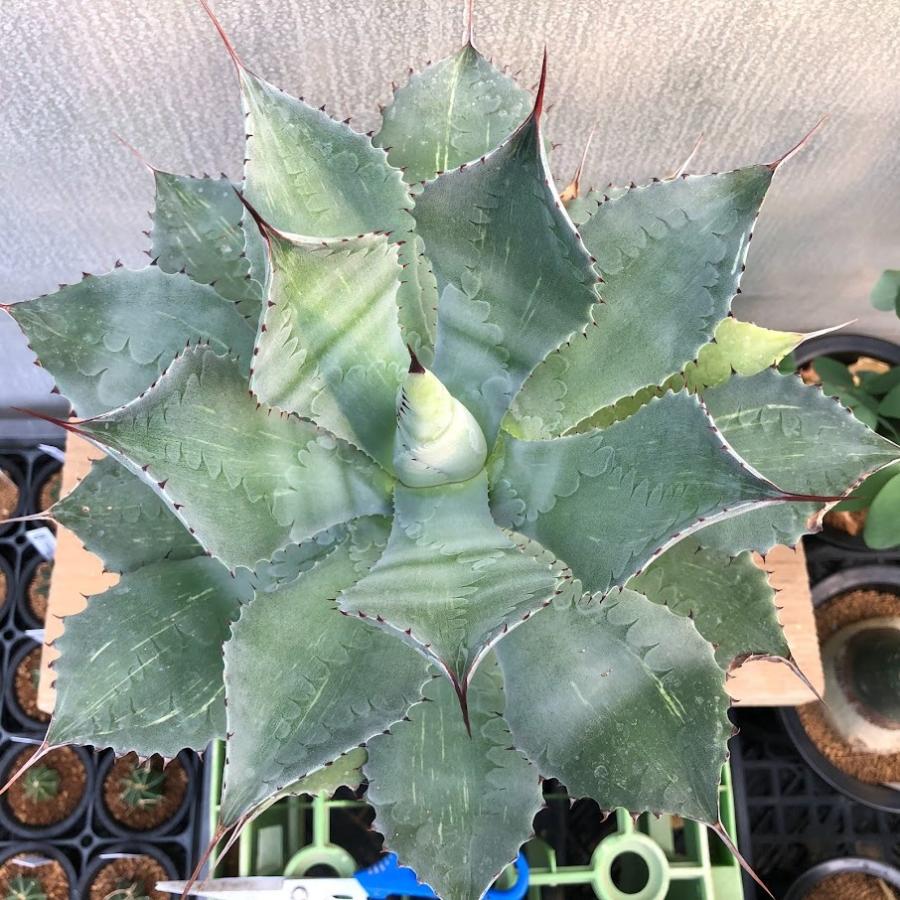 多肉植物：アガベ 風雷神 うっすら縞斑*幅18cm 現品！一品限り