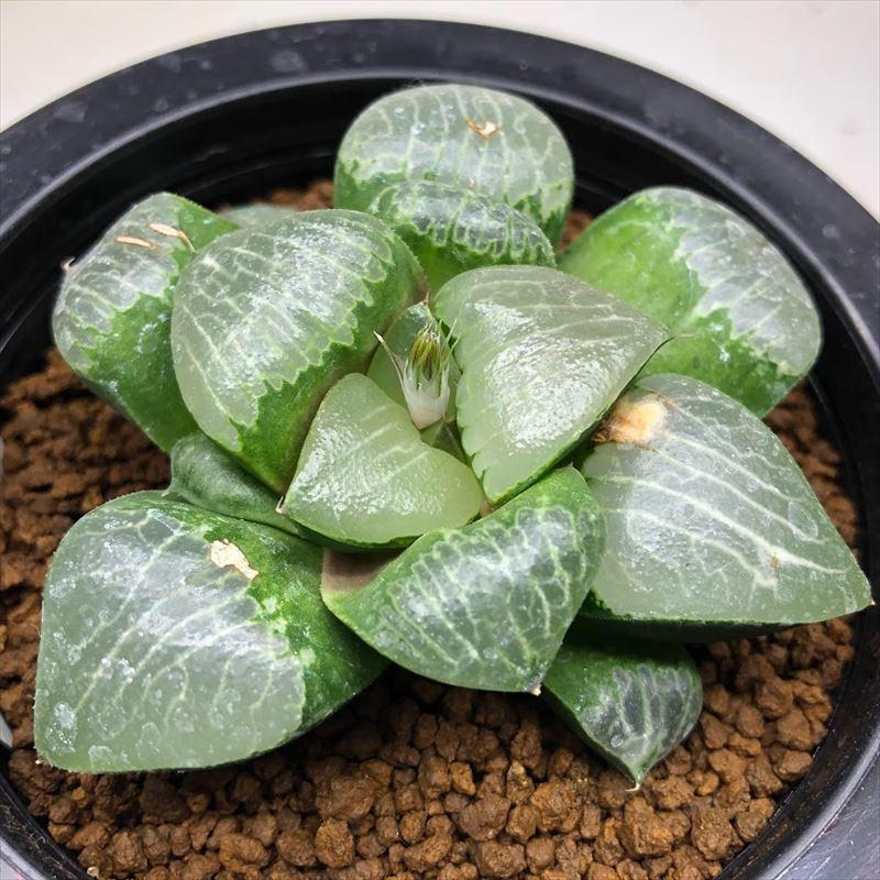多肉植物：ハオルチア 半野氏コレクタ×N水晶コンプト*幅8cm 現品