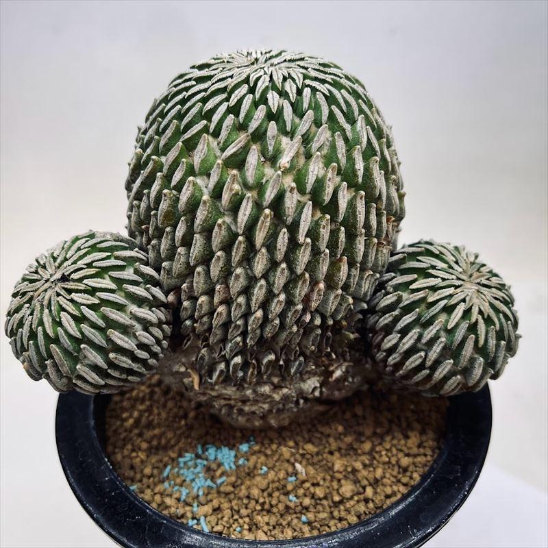 サボテン：ペレキフォラ 精巧丸*幅13cm 現品！一品限り : 遊恵盆栽