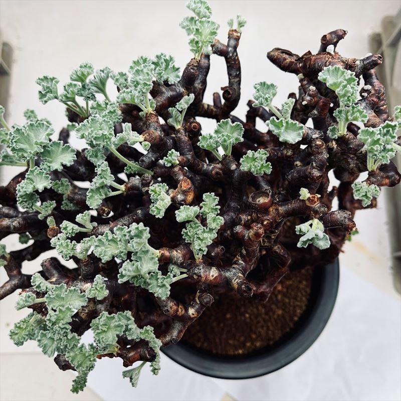 コーデックス：ペラルゴニウム ミラビレ 大株*幅26cm 現品！一品限り