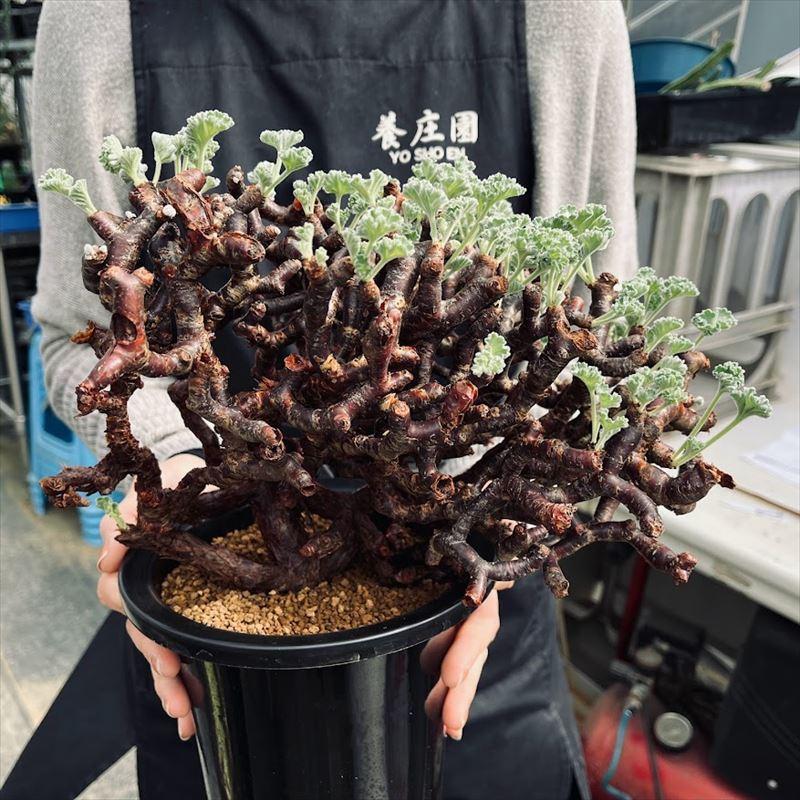 コーデックス：ペラルゴニウム ミラビレ 大株*幅26cm 現品！一品限り