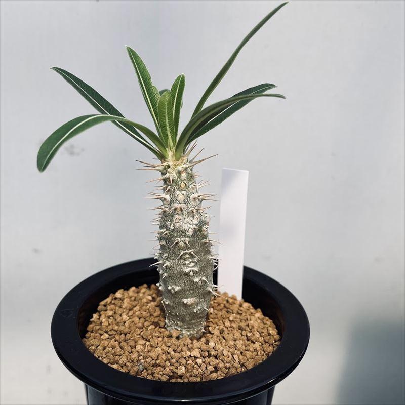 コーデックス：パキポディウム ロスラーツム 実生*塊根幅2.5cm