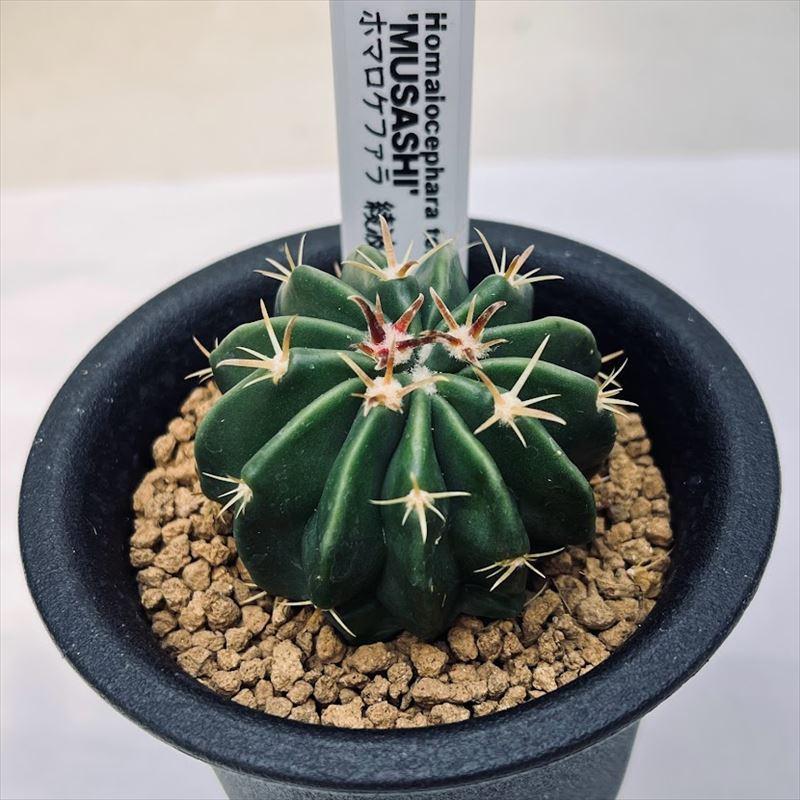 サボテン：ホマロケファラ 綾波 武蔵*幅4cm 現品！一品限り : 遊恵盆栽