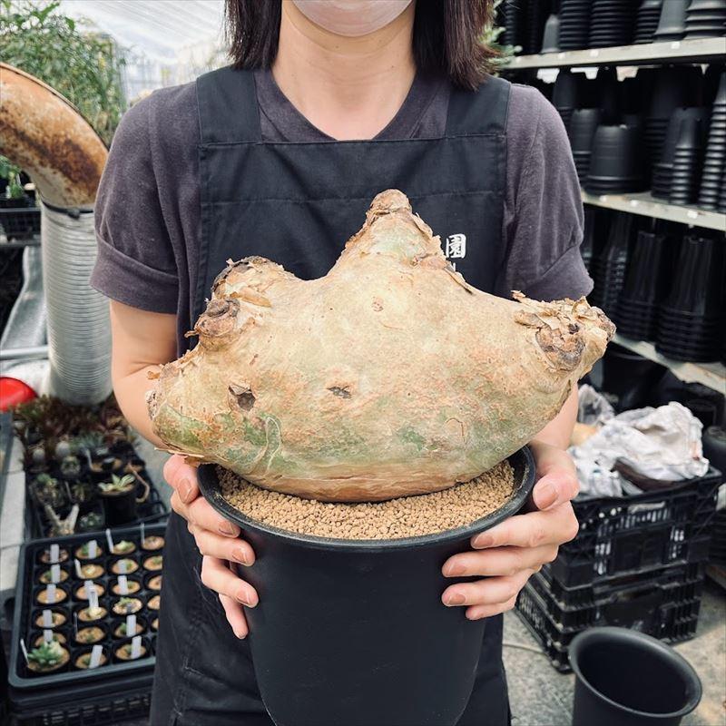 コーデックス：キフォステンマ ウター マクロプス*塊根幅30cm 現品