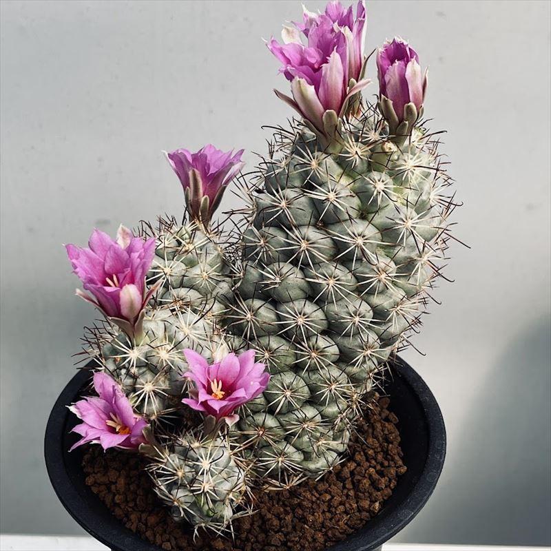 サボテン：マミラリア 蓬莱宮*幅11cm 現品！一品限り : 遊恵盆栽