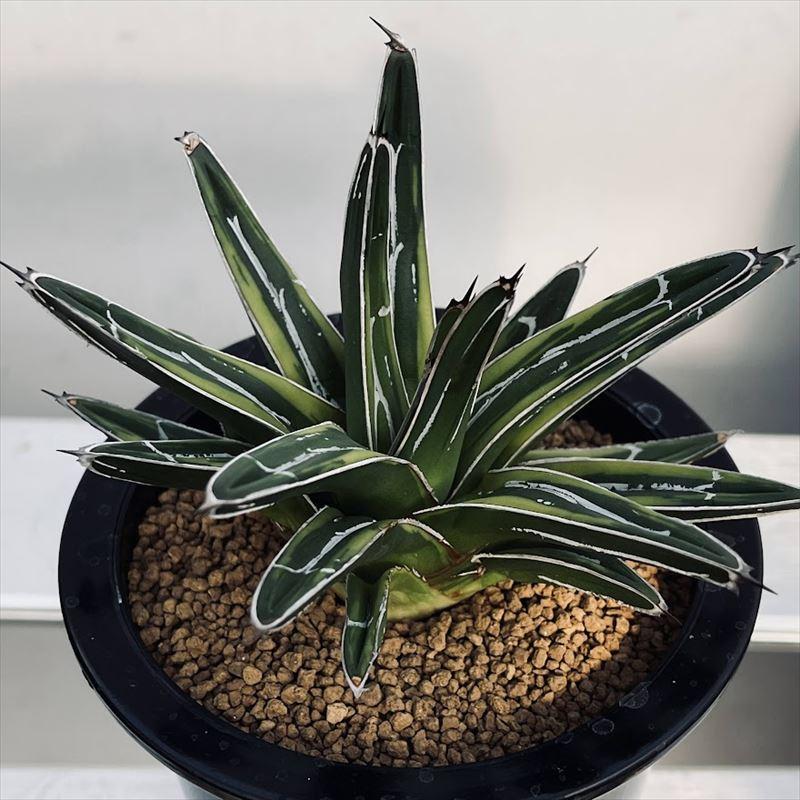 多肉植物：アガベ 笹の雪錦 虎斑*幅13cm 現品！一品限り : 遊恵盆栽