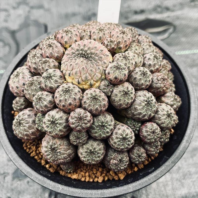 サボテン：スルコレブチア ラウシー ツギ*幅11cm 現品！一品限り