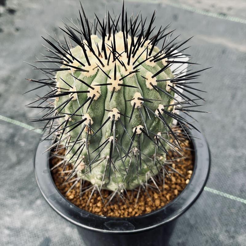 サボテン：コピアポア 黒王丸 竜神ツギ*幅6.5cm 現品！一品限り : 遊恵