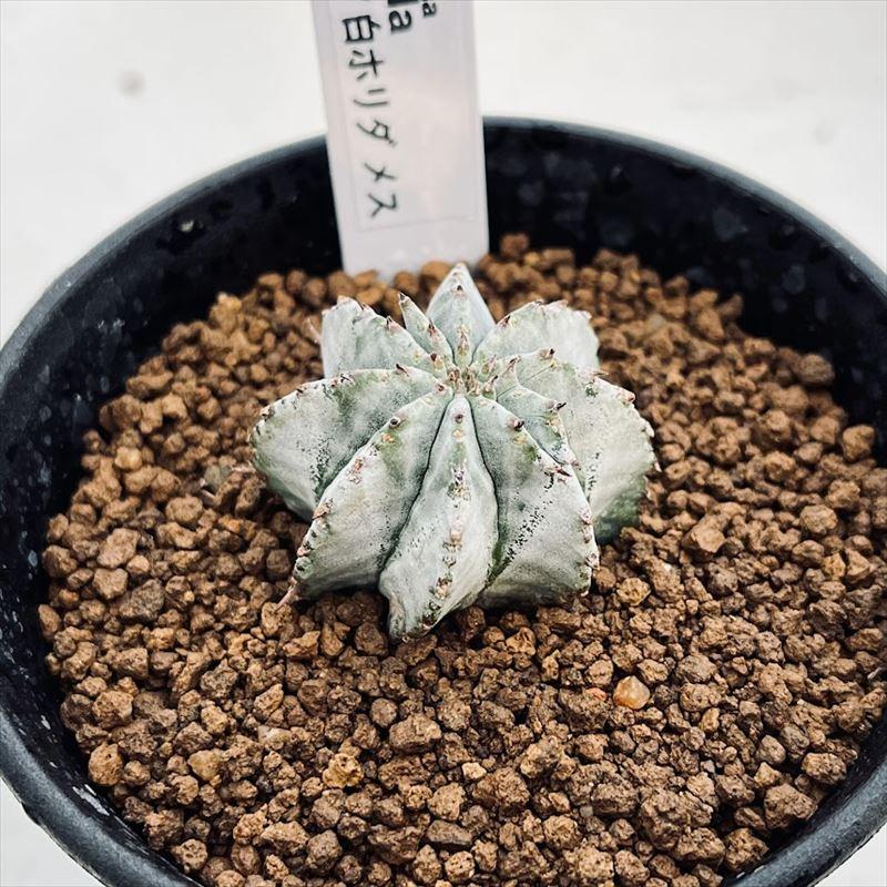 多肉植物：ユーフォルビア 白ホリダ*メス S 幅3.5cm : 遊恵盆栽 Yahoo