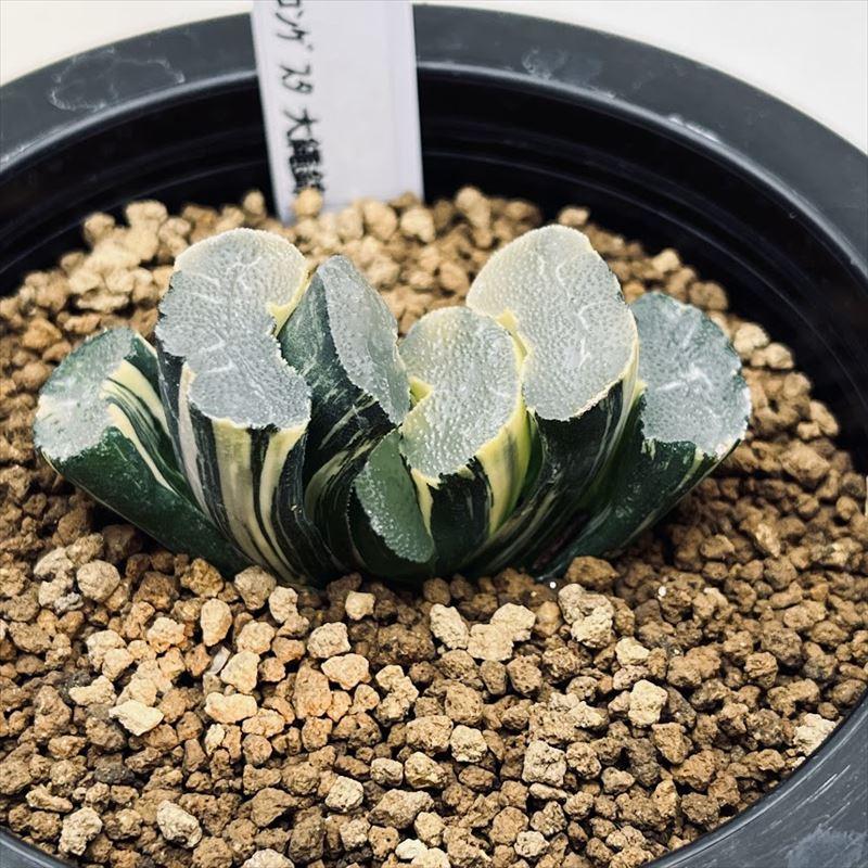 多肉植物：ハオルチア 巨大美白線コンゲスタ 玉扇 大縄錦*幅6.5cm
