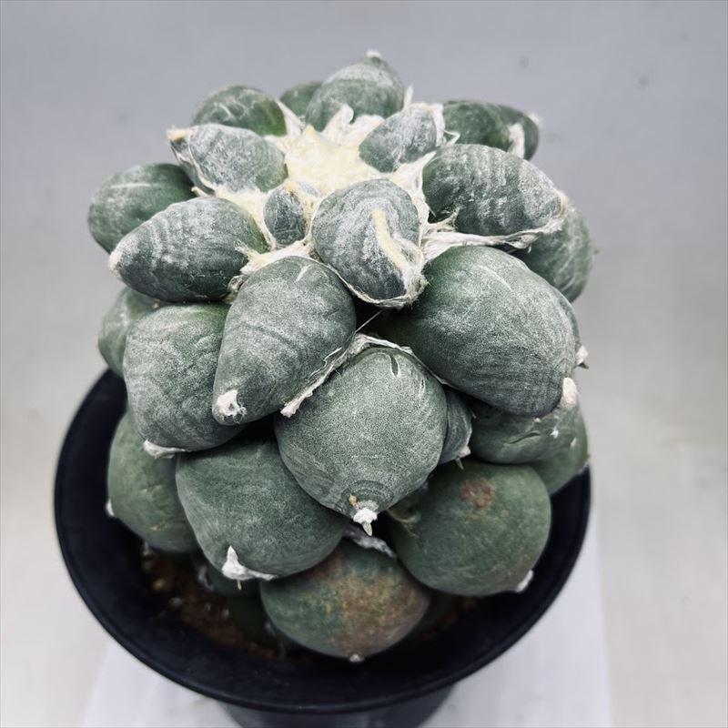 サボテン：アリオカルプス 変わり疣青磁牡丹*幅14cm 現品！一品限り