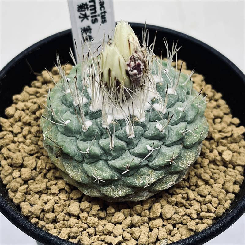 サボテン：ストロンボカクタス 菊水 実生*幅5cm 現品！一品限り : 遊恵