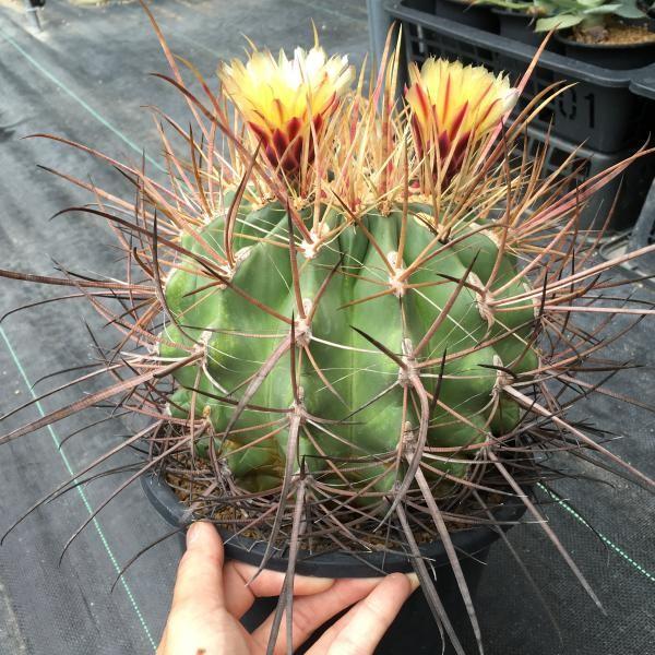 サボテン：フェロカクタス 鯱頭*16cm 現品 一品限り : 遊恵盆栽