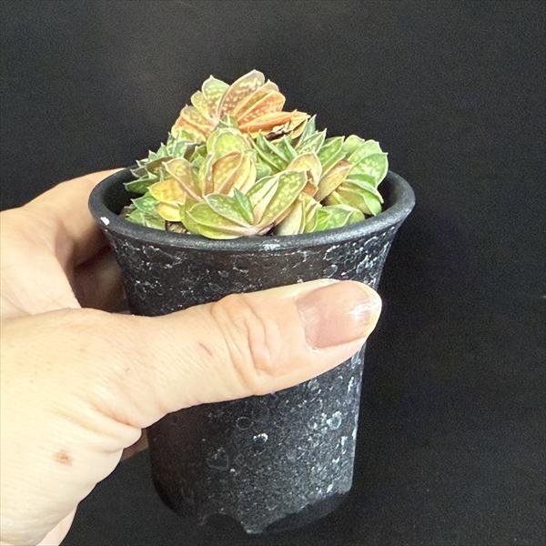 多肉植物：ガステリア 子宝錦*幅7cm : 遊恵盆栽 Yahoo!店 - 通販