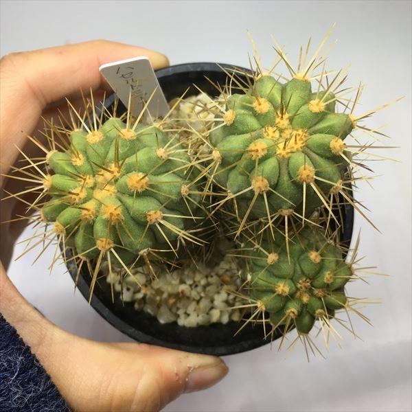 サボテン：コピアポア ハセルトニアナ 逆鱗丸*全幅8cm 現品 一品限り