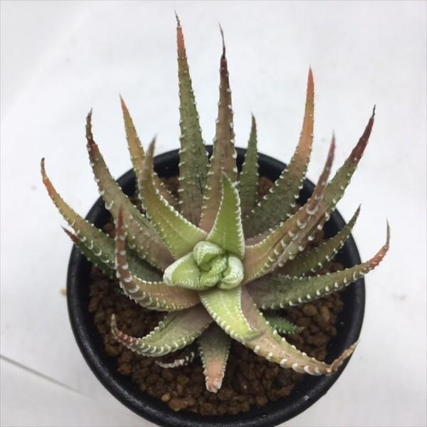 多肉植物：ハオルチア 十二の巻 sp.*S 幅7cm : 遊恵盆栽 Yahoo!店