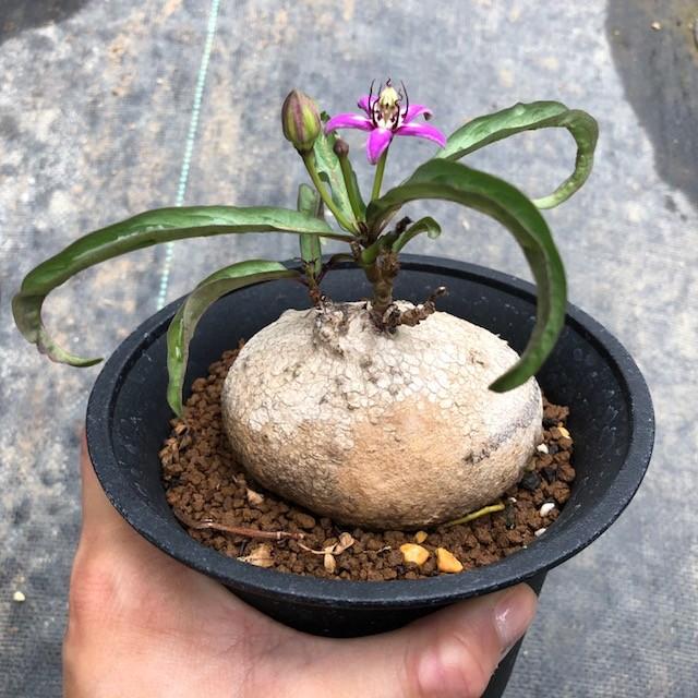 コーデックス：ラフィオナクメ ビンゲリ*塊根幅7.5cm 現品！一品限り