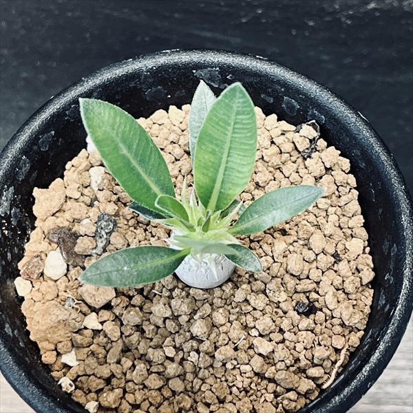 コーデックス：パキポディウム エブレネウム 実生 S*塊根幅1cm