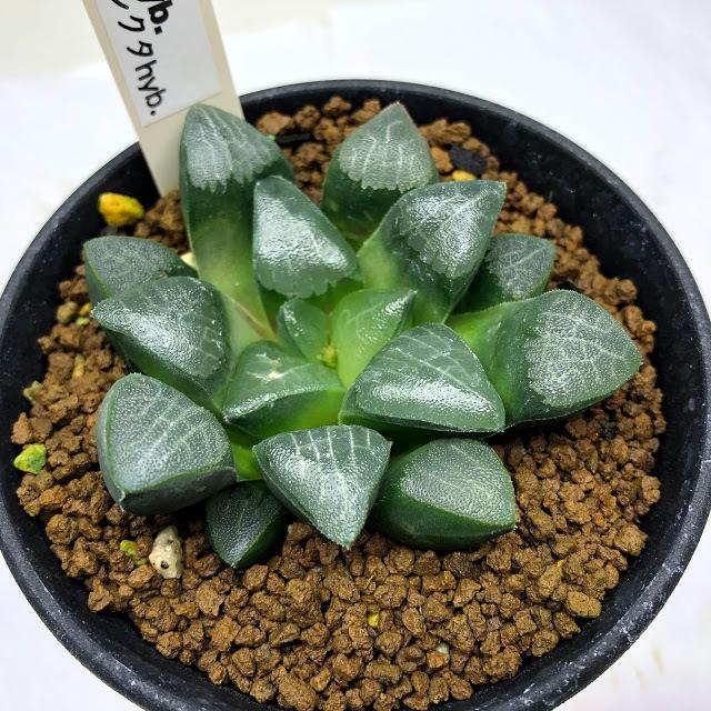 多肉植物：ハオルチア コレクタ hyb.*幅6.5cm : 遊恵盆栽 Yahoo!店