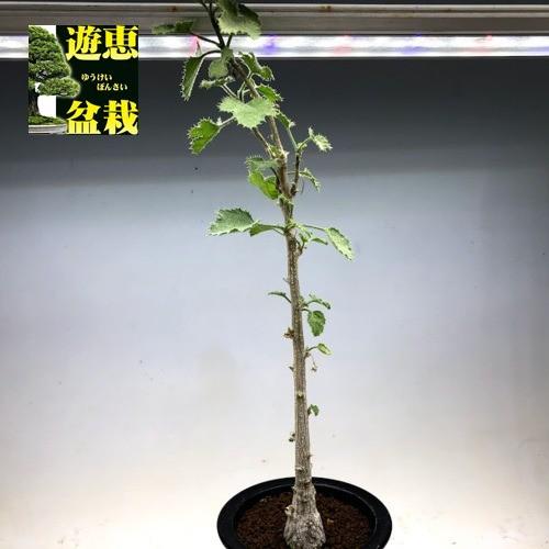 多肉植物：デンドロシキオス ソコトラーナ*塊幅3.5cm 現品！一品限り