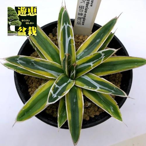 多肉植物：アガベ 笹の雪錦 散り斑*幅10cm 現品！一品限り : 遊恵
