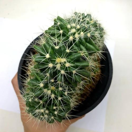 サボテン：エキノカクタス 金鯱綴化*幅14cm 現品 一品限り : 遊恵