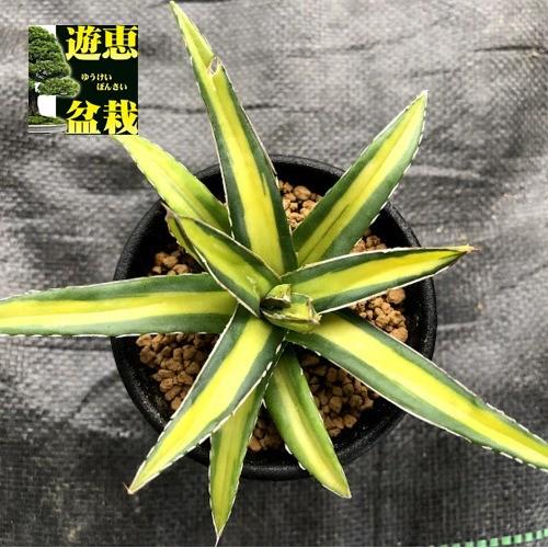 多肉植物：アガベ 笹の雪錦 黄中斑*S 幅10cm : 遊恵盆栽 Yahoo!店