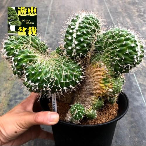 サボテン：マミラリア 白竜丸綴化*幅20cm 現品 一品限り : 遊恵盆栽