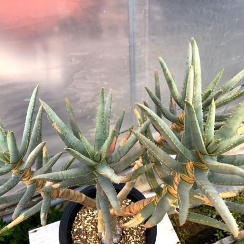 多肉植物：アロエ ラモシシマ*幅43cm 現品！一品限り ※葉に焼けあり