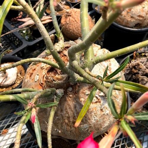 コーデックス：アデニウム ソマレンセ*葉幅43cm 現品！一品限り