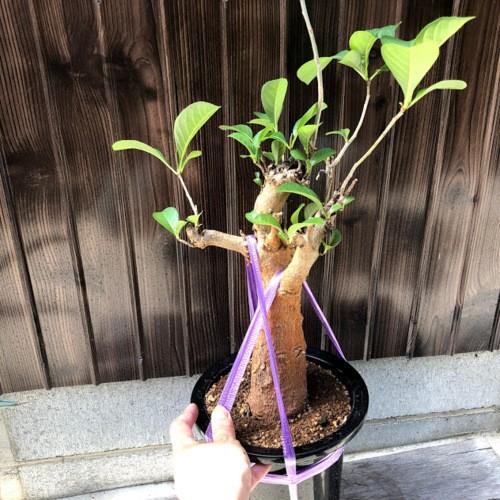 アフリカバオバブ アダンソニア ディギタータ *葉幅28cm 現品！一品