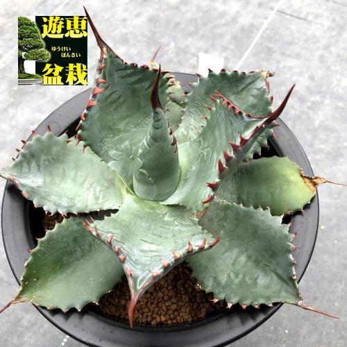 多肉植物：アガベ イシスメンシス×パラサナ*幅18cm 現品！一品限り