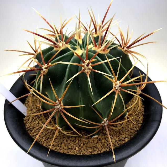 サボテン：フェロカクタス 文鳥丸*幅12cm 現品！一品限り : 遊恵盆栽