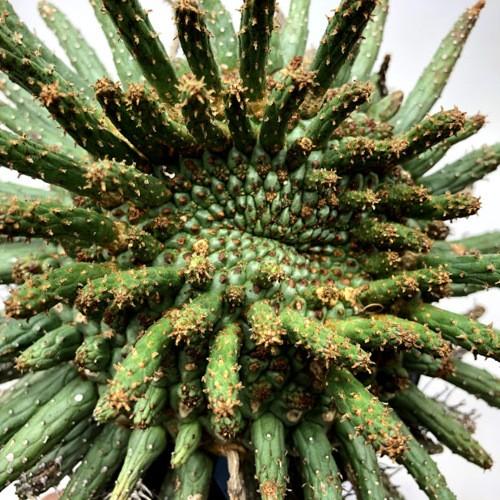 多肉植物：ユーフォルビア フスカ 蛮蛇頭*幅22cm 現品！一品限り