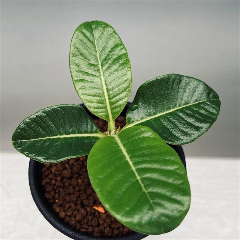 コーデックス：パキポディウム ウィンゾリー 実生 L*塊根幅1.5cm