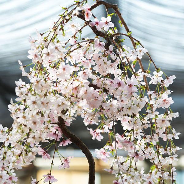 盆栽：しだれ桜(富士桜）深鉢*＜2026年春開花予定＞ bonsai : 遊恵盆栽