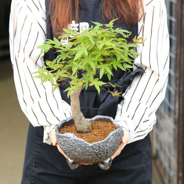 盆栽：特選出猩々もみじ(信楽焼鉢)*＜2025年落葉＞太幹 モミジ 鉢植え