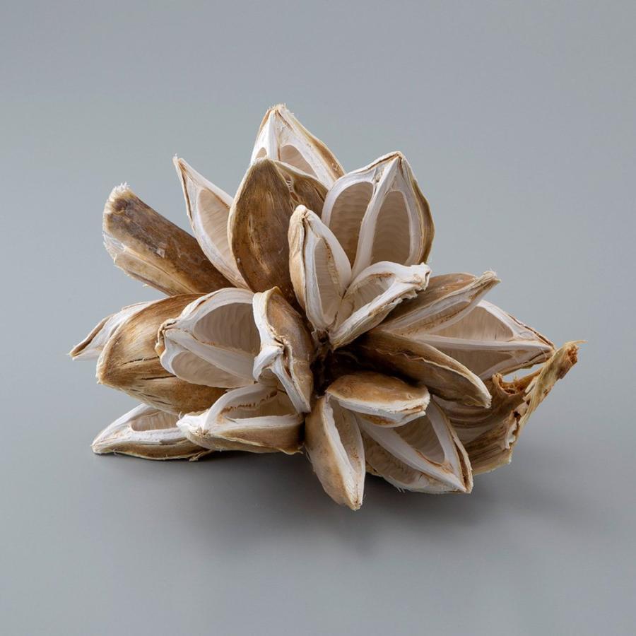 ドライフラワー 花材 とりよせ品 ソロロカ ディスプレイ インテリア