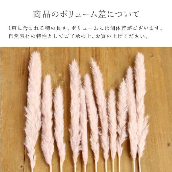 ドライフラワー 花材 即日出荷 テールリード ピンクベージュ パンパス